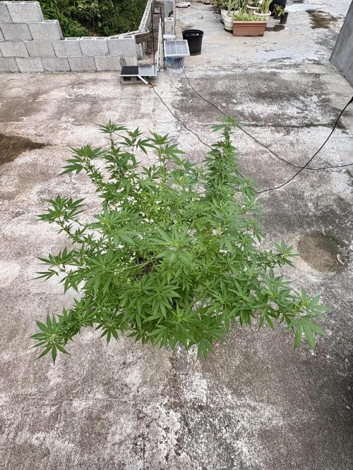 Cherry Pie 8/28/25. Week 14