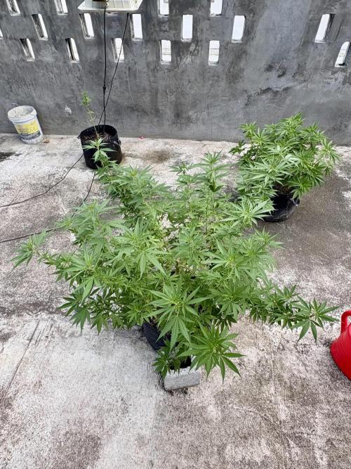 Cherry Pie 8/28/25. Week 14