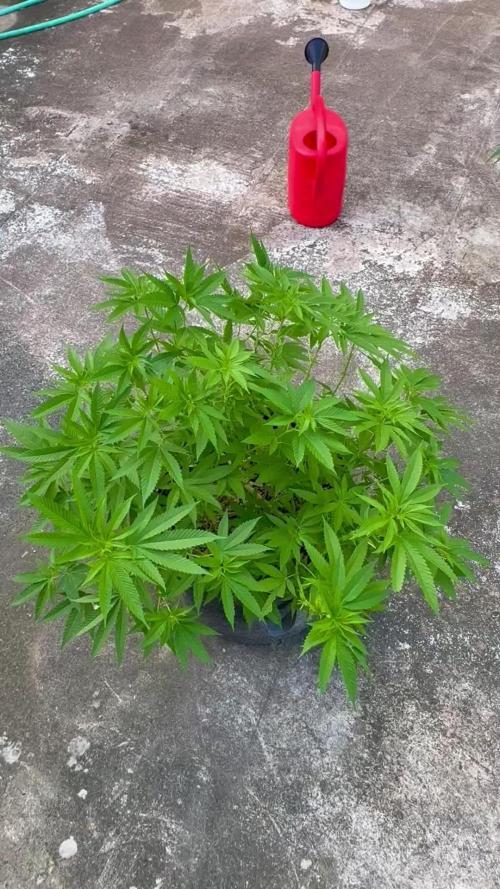 Silver Haze 8/28/25