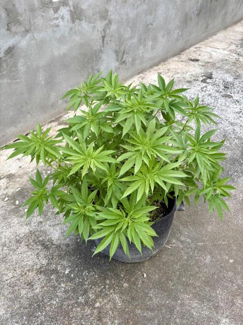 Silver Haze 8/28/25. Week 14