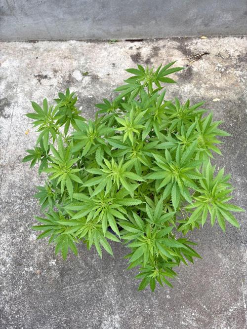 Silver Haze 8/28/25. Week 14