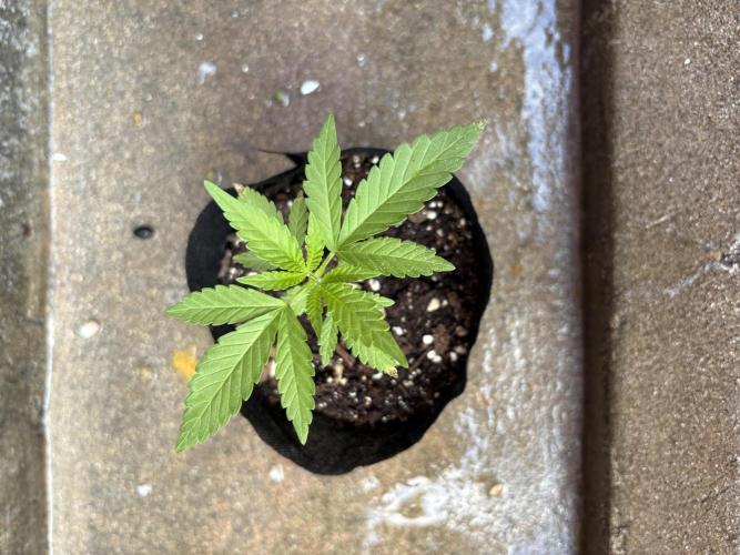 Skunk #1 - 12/1/25. Week 2