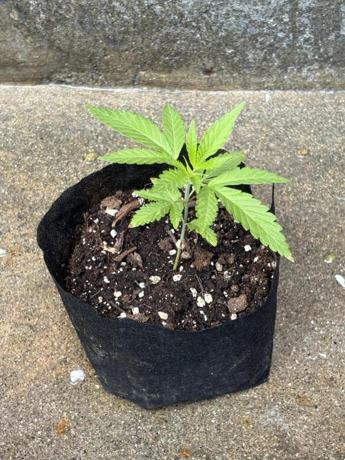 Skunk #1 - 12/1/25. Week 2