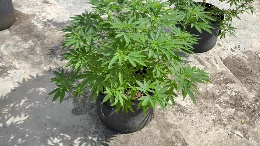 Silver Haze 8/28/25