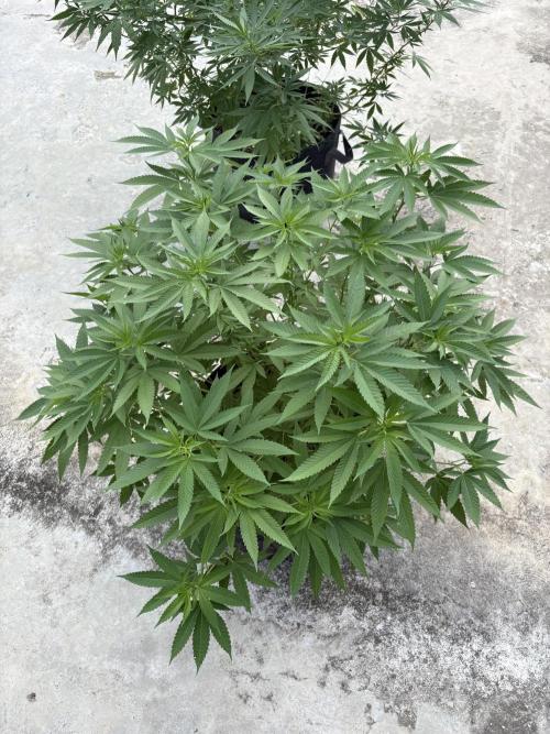 Silver Haze 8/28/25. Week 15