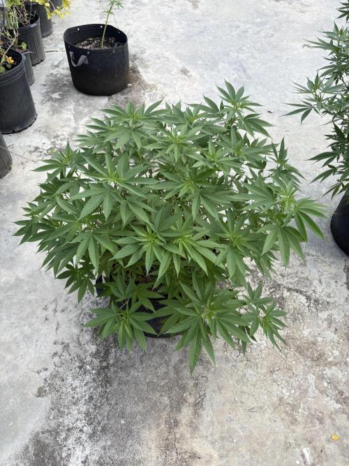 Silver Haze 8/28/25. Week 15