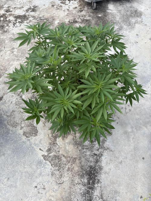 Silver Haze 8/28/25. Week 15