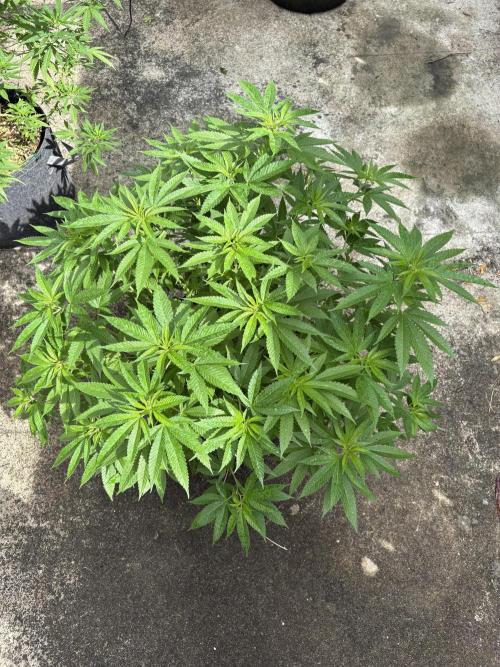 Silver Haze 8/28/25. Week 15