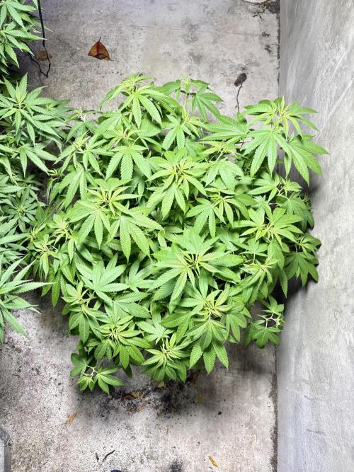 Silver Haze 8/28/25. Week 15