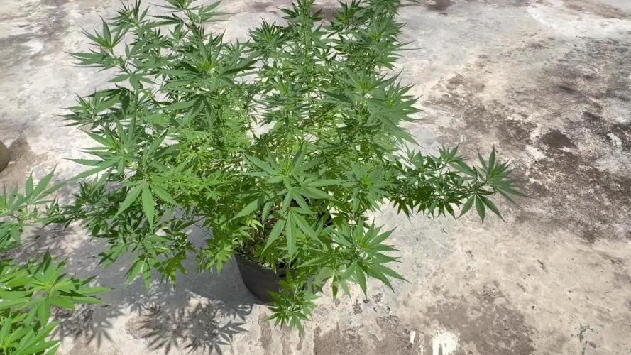Cherry Pie 8/28/25