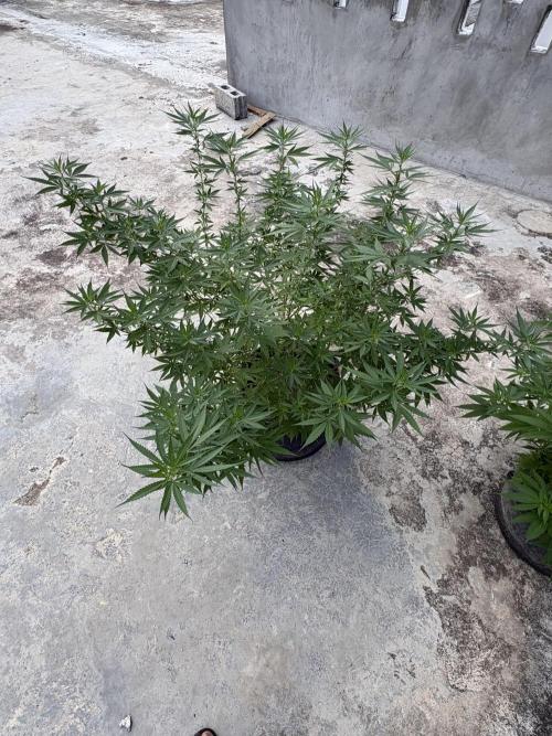 Cherry Pie 8/28/25. Week 15