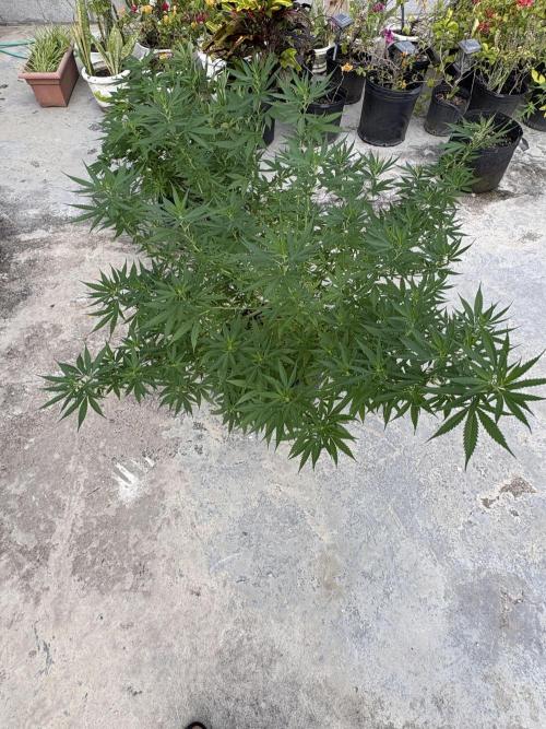 Cherry Pie 8/28/25. Week 15