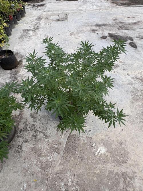 Cherry Pie 8/28/25. Week 15