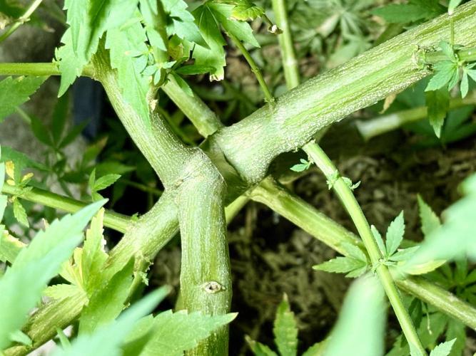 Cherry Pie 8/28/25. Week 15