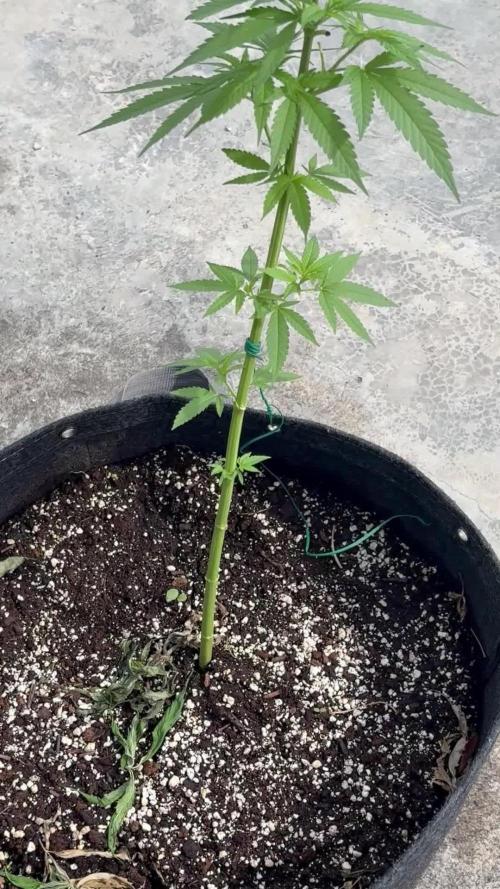 Purple Haze 10/27/25