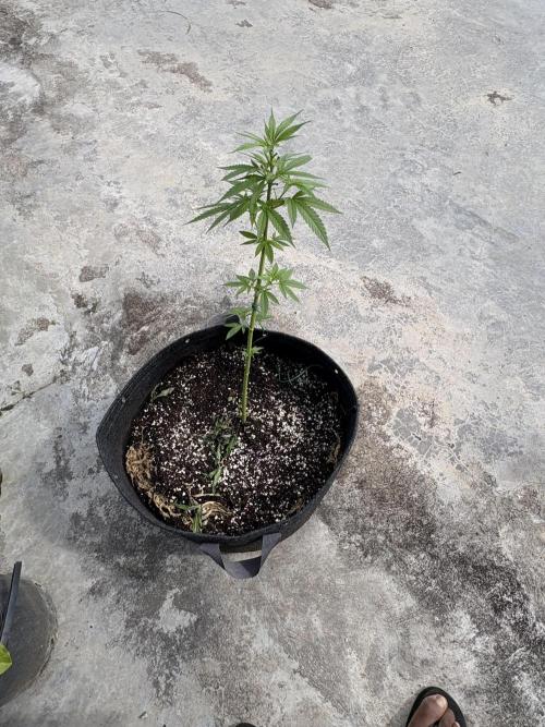 Purple Haze 10/27/25. Week 7