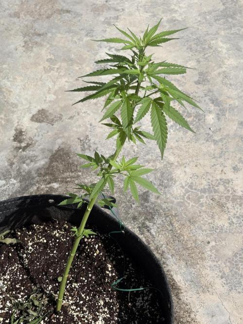 Purple Haze 10/27/25. Week 7