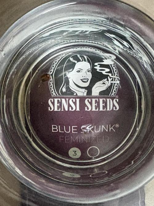 Blue Skunk 12/29/25. Week 0