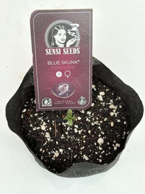 Blue Skunk 12/29/25. Week 0