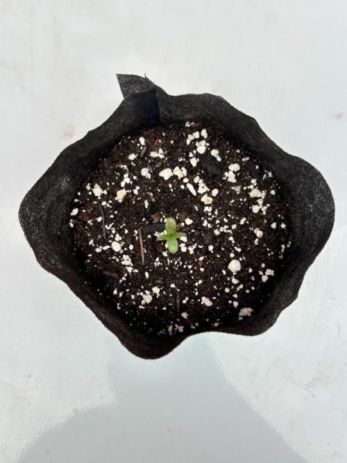 Blue Skunk 12/29/25. Week 0