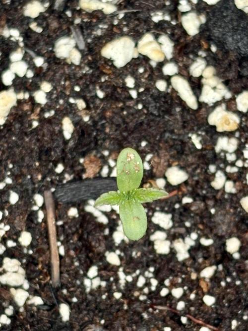 Blue Skunk 12/29/25. Week 0