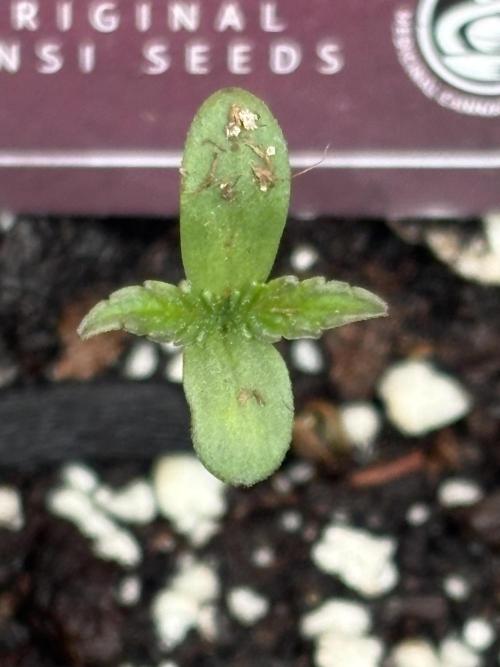 Blue Skunk 12/29/25. Week 0