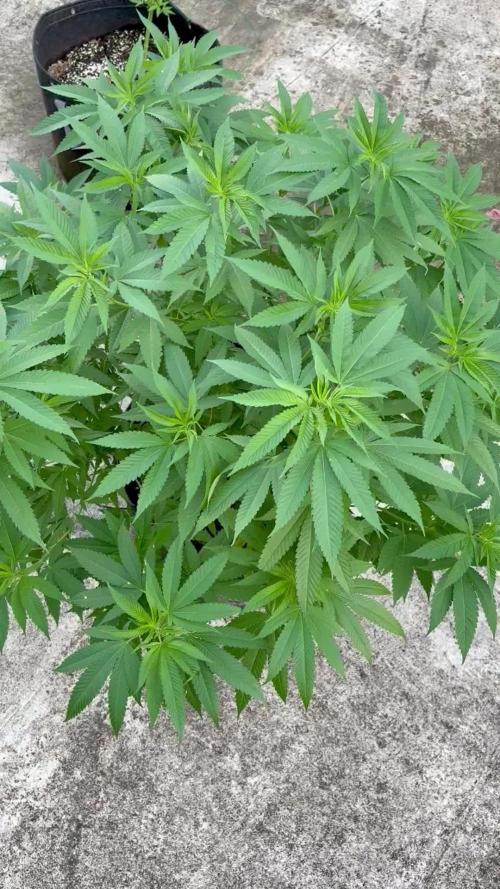 Silver Haze 8/28/25