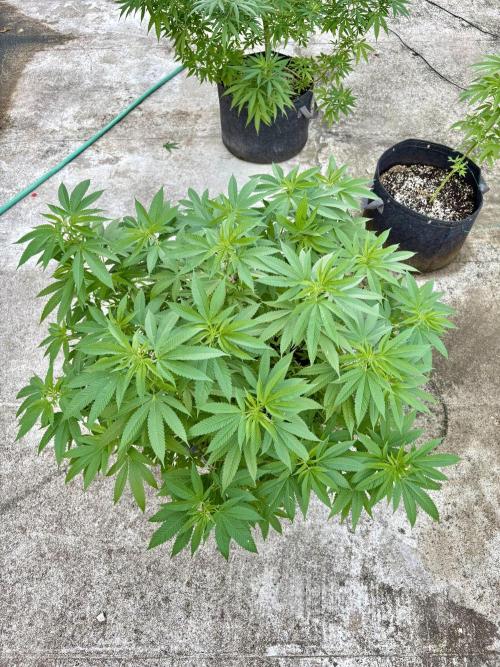 Silver Haze 8/28/25. Week 16