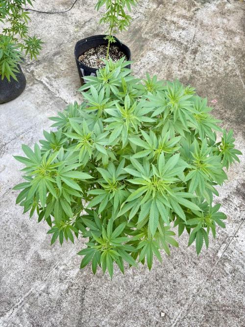 Silver Haze 8/28/25. Week 16