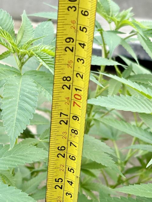 Silver Haze 8/28/25. Week 16