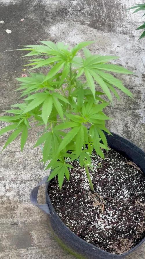 Purple Haze 10/27/25