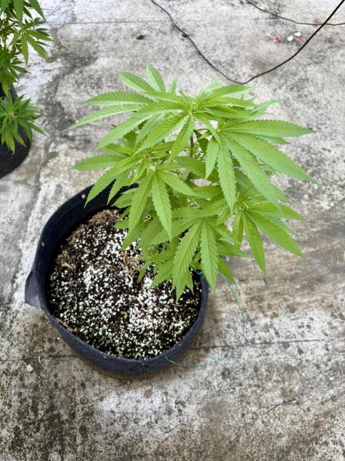 Purple Haze 10/27/25. Week 8