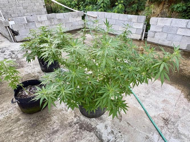 Cherry Pie 8/28/25. Week 16