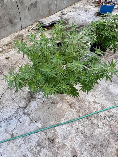 Cherry Pie 8/28/25. Week 16