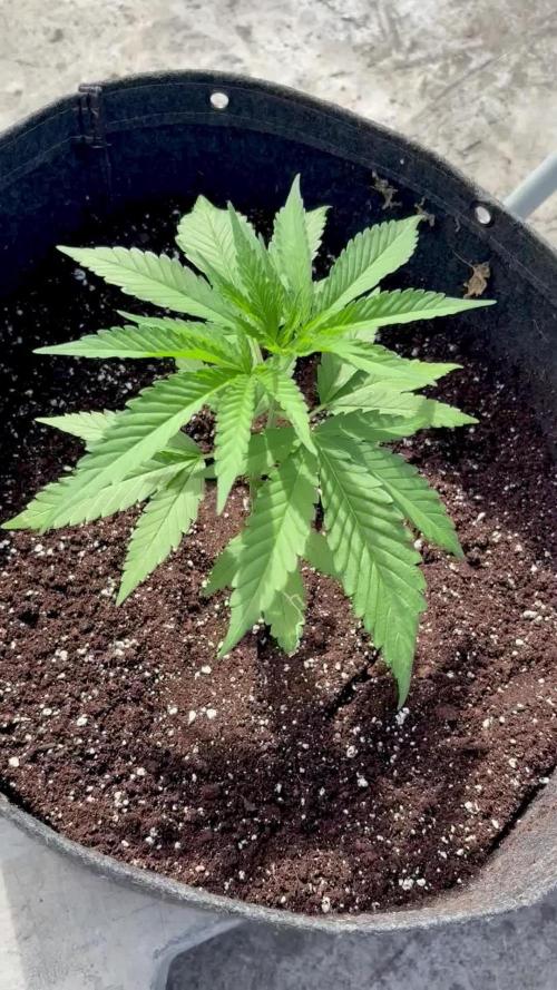 Skunk #1 - 12/1/25