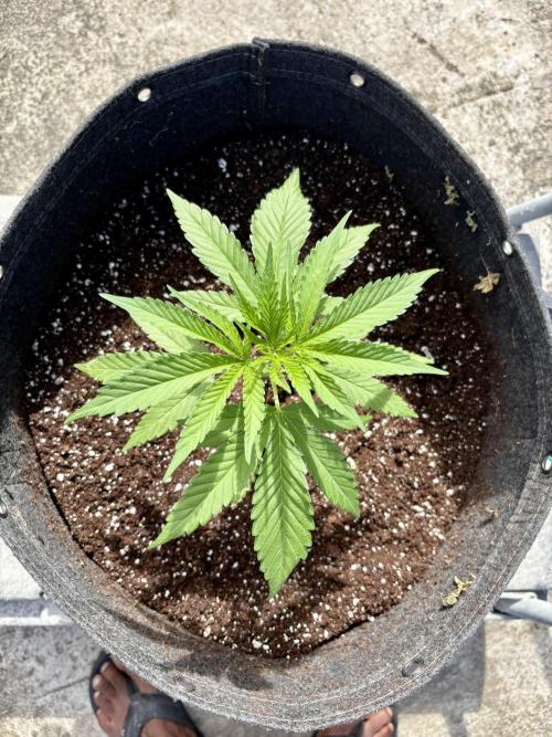 Skunk #1 - 12/1/25. Week 3