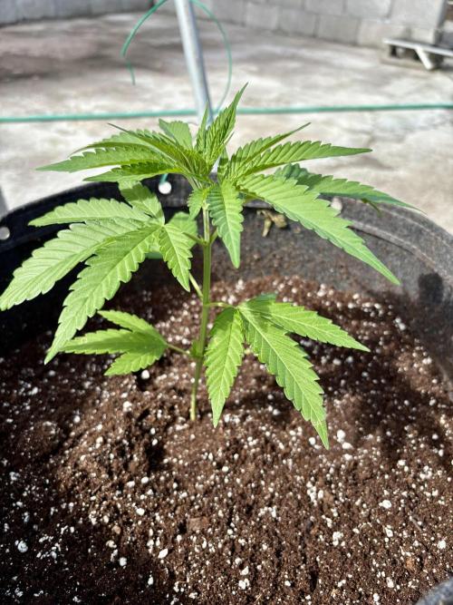 Skunk #1 - 12/1/25. Week 3