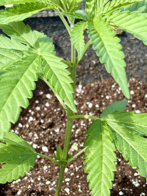 Skunk #1 - 12/1/25. Week 3