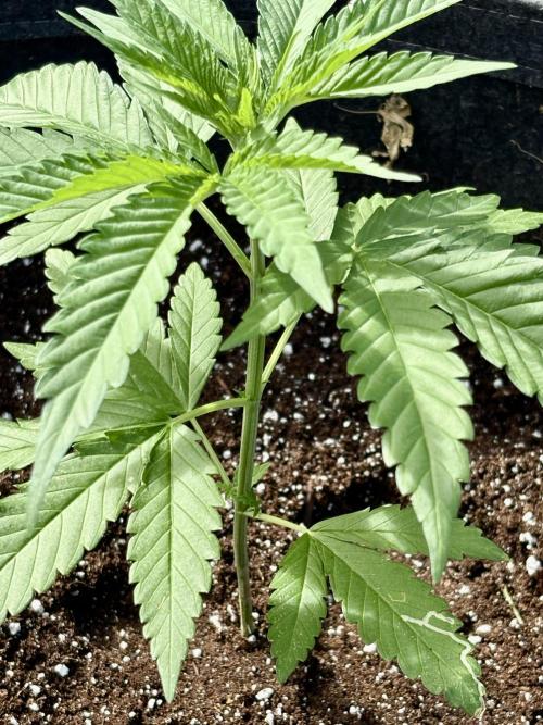 Skunk #1 - 12/1/25. Week 3