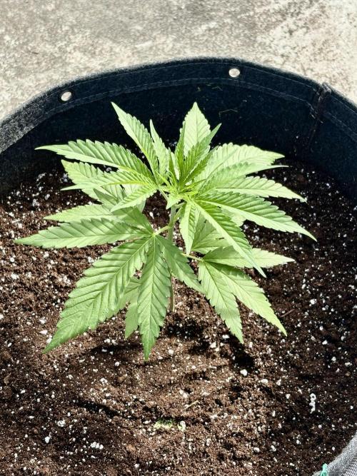 Skunk #1 - 12/1/25. Week 3