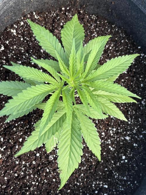 Skunk #1 - 12/1/25. Week 3