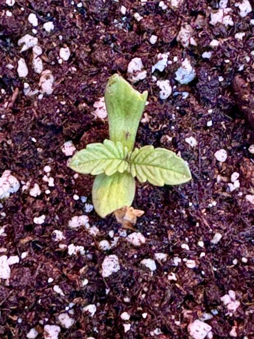 OG Kush - 1/4/26. Week 0