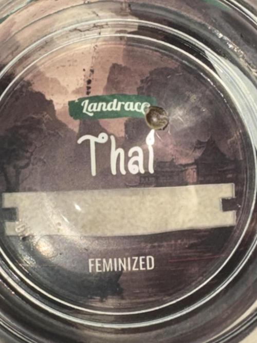 Thai - 1/5/26. Week 0