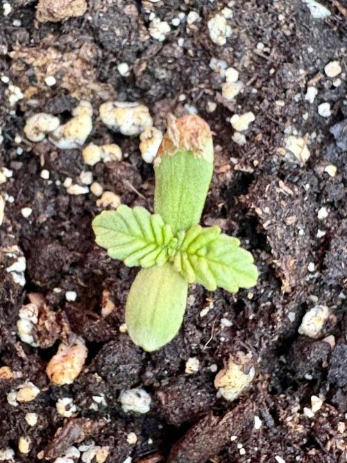 Thai - 1/5/26. Week 0