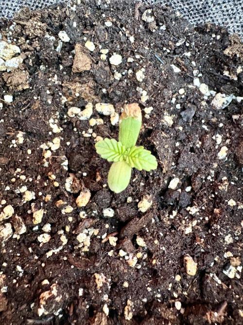 Thai - 1/5/26. Week 0