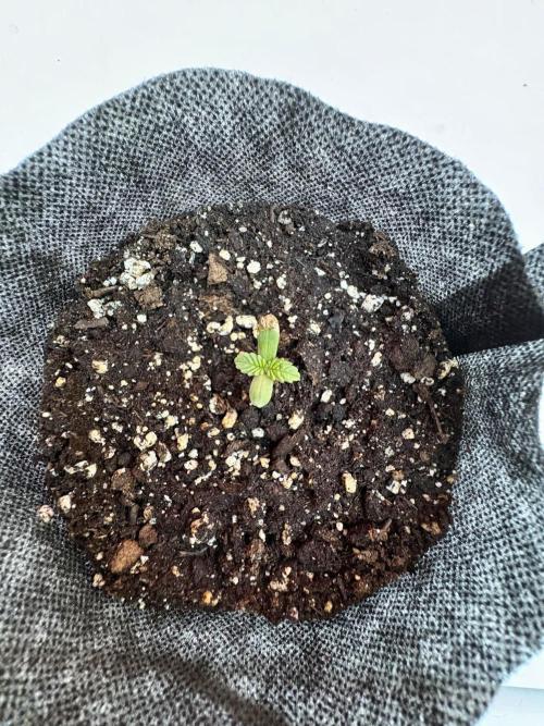 Thai - 1/5/26. Week 0