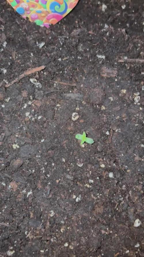 Dutch Treat - 1/7/26