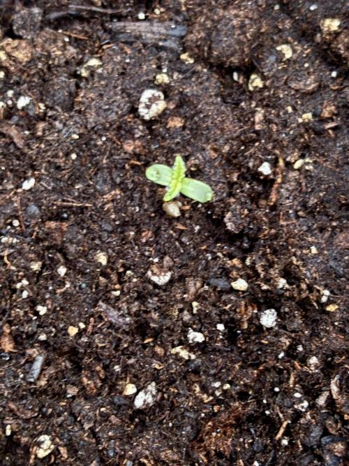 Dutch Treat - 1/7/26. Week 0