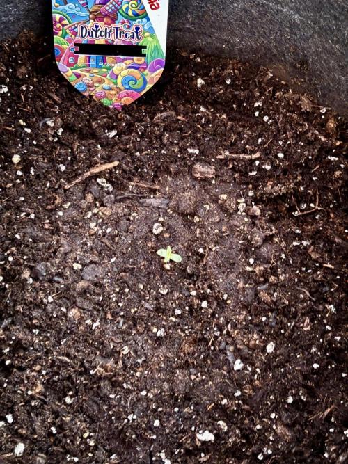 Dutch Treat - 1/7/26. Week 0