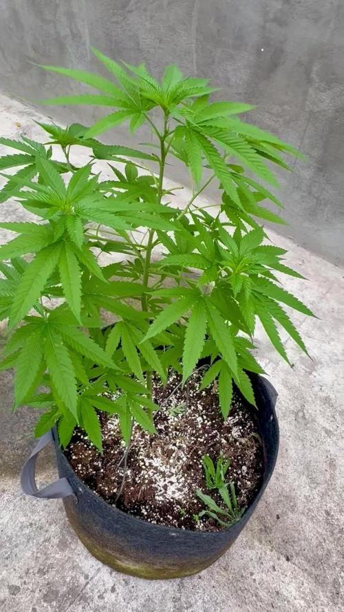 Purple Haze 10/27/25